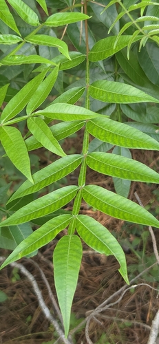 shining sumac