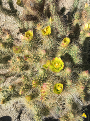 Cylindropuntia ganderi