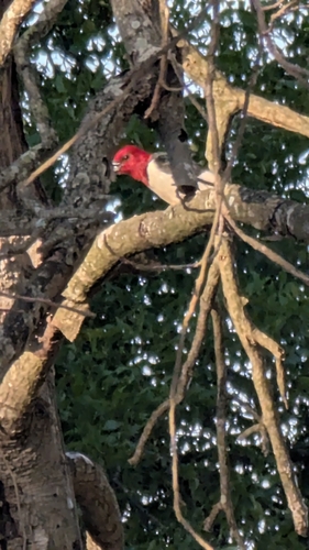 Red-headed Woodpecker observed by yesilerik