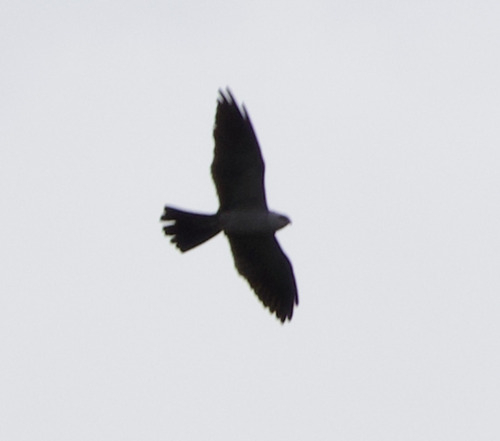 Mississippi Kite observed by alexandriaaaron