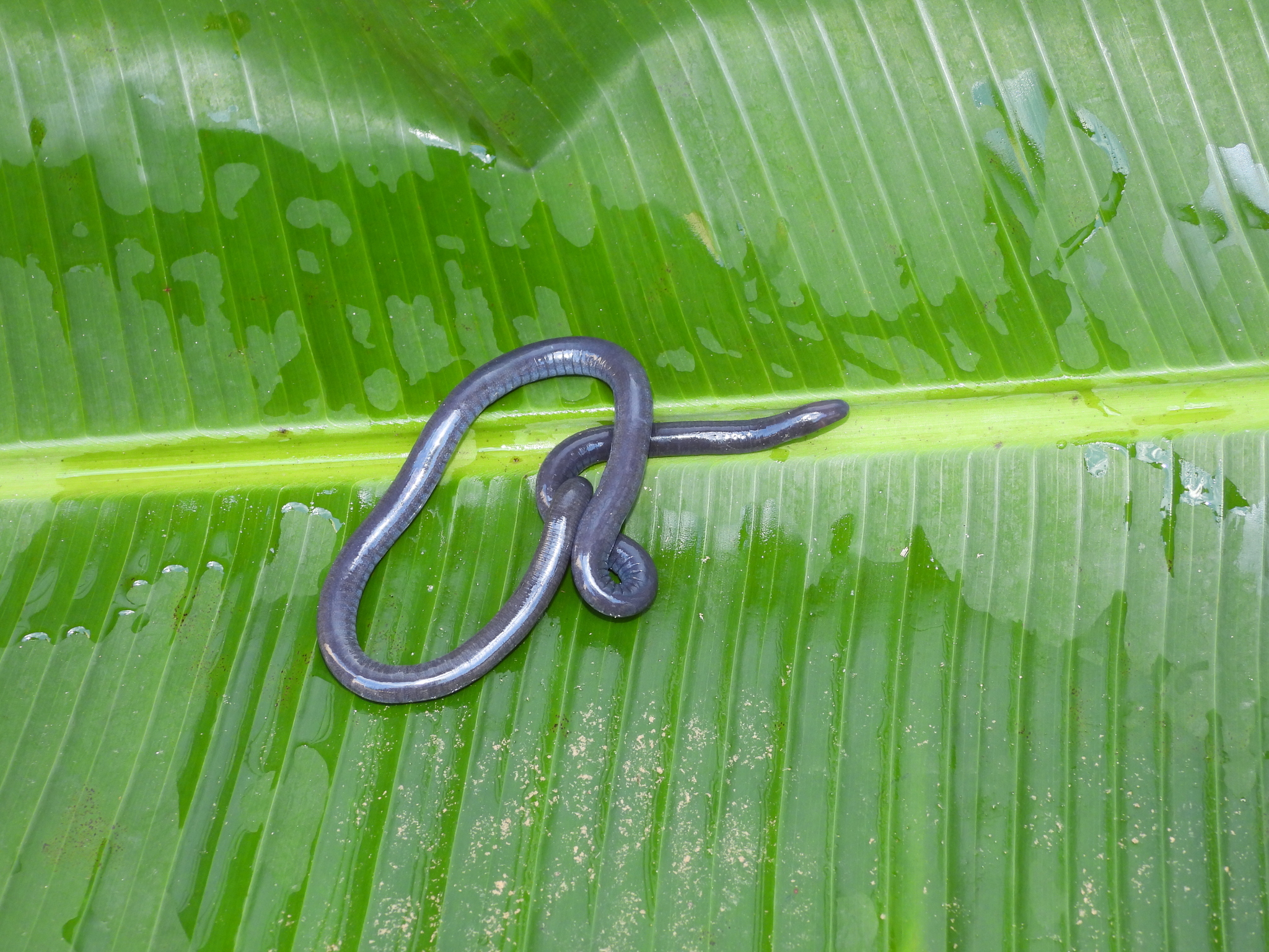 Mertens' Caecilian photo 2