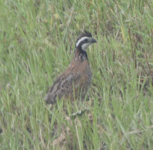 Northern Bobwhite observed by alexandriaaaron