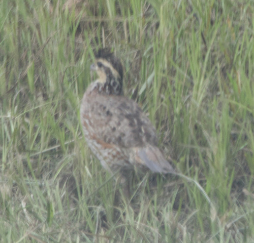 Northern Bobwhite observed by alexandriaaaron