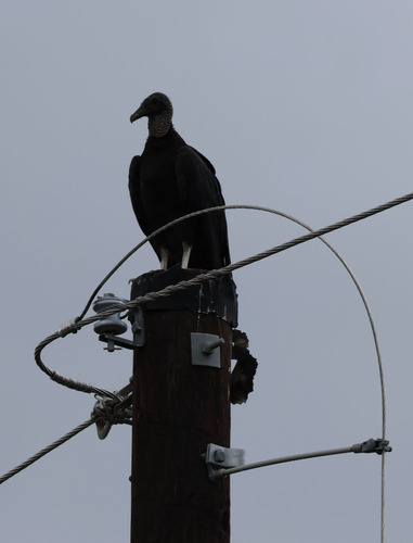 Black Vulture observed by alexandriaaaron