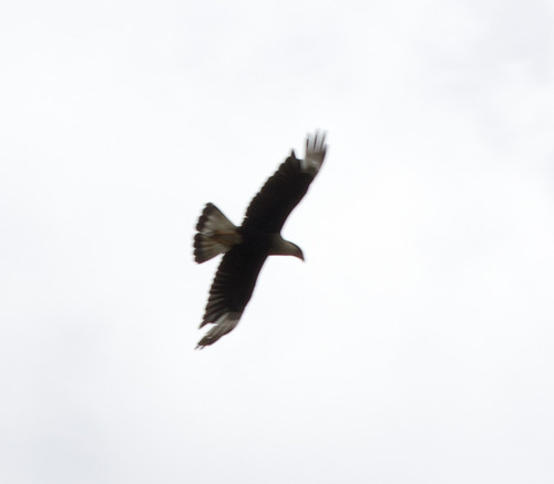 Crested Caracara observed by alexandriaaaron