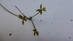 Pelargonium radulifolium