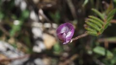 Astragalus nuttallianus imperfectus
