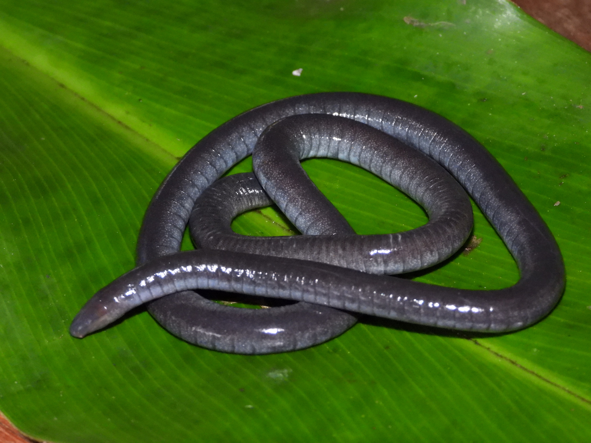 Mertens' Caecilian photo 3