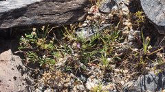 Astragalus nuttallianus imperfectus