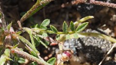 Astragalus nuttallianus imperfectus