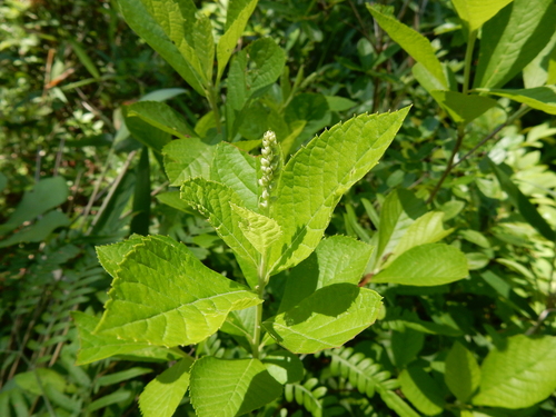Clethra alnifolia
