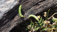 Astragalus nuttallianus imperfectus