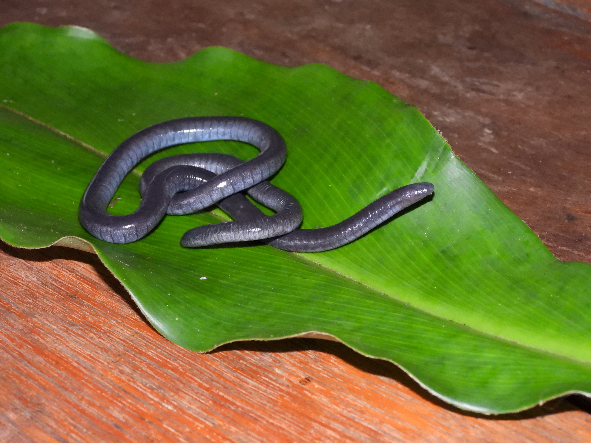 Mertens' Caecilian photo 4