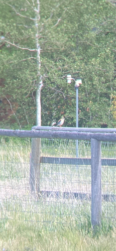 American Kestrel observed by sagebrush16
