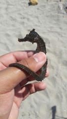 Hippocampus ingens