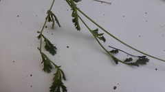 Pelargonium radulifolium