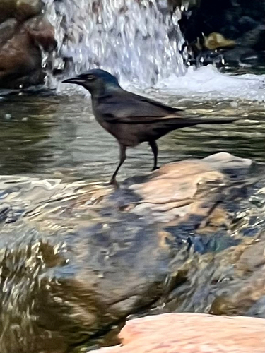 Common Grackle observed by istew100