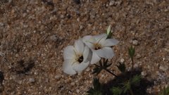 Leptosiphon chrysanthus decorus