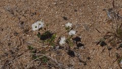 Leptosiphon chrysanthus decorus