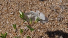 Leptosiphon chrysanthus decorus