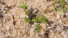 Leptosiphon chrysanthus decorus