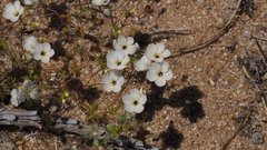 Leptosiphon chrysanthus decorus