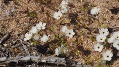 Leptosiphon chrysanthus decorus
