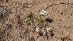 Leptosiphon chrysanthus decorus