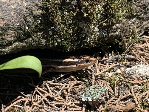 Common Five-lined Skink observed by dhdunfgfishevf
