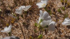 Leptosiphon chrysanthus decorus
