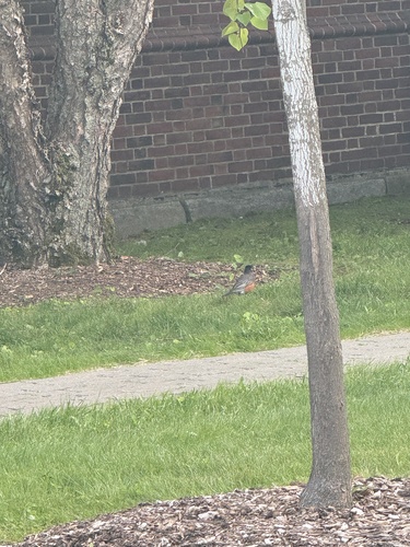 American Robin