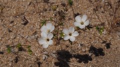Leptosiphon chrysanthus decorus