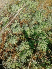 Gymnospermium altaicum