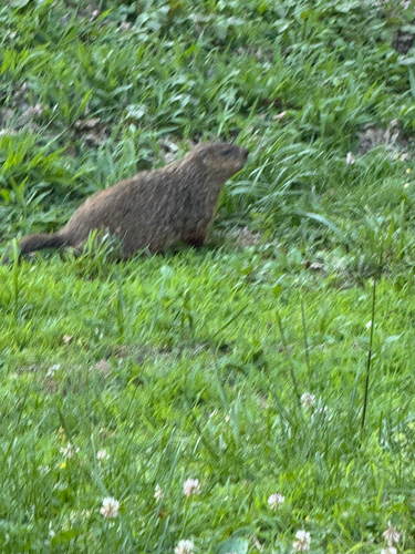 Groundhog observed by patrick_todd