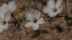 Leptosiphon chrysanthus decorus