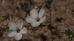 Leptosiphon chrysanthus decorus