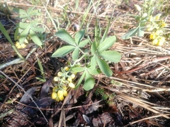 Gymnospermium altaicum