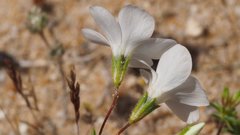 Leptosiphon chrysanthus decorus