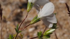 Leptosiphon chrysanthus decorus