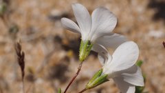 Leptosiphon chrysanthus decorus