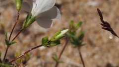 Leptosiphon chrysanthus decorus