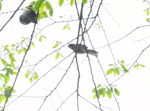 iNaturalist image