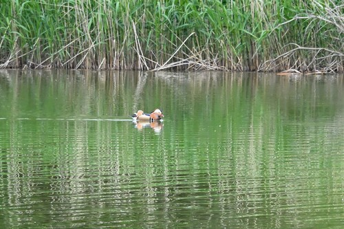 Mandarin Duck