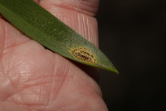 Uromyces hyacinthi