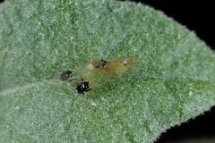 Acizzia solanicola