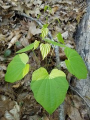 Dioscorea quaternata