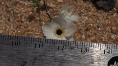 Leptosiphon chrysanthus decorus