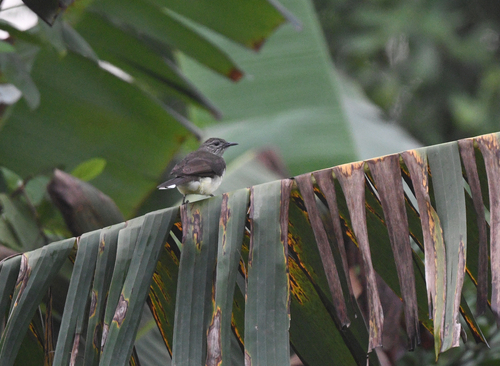 iNaturalist image