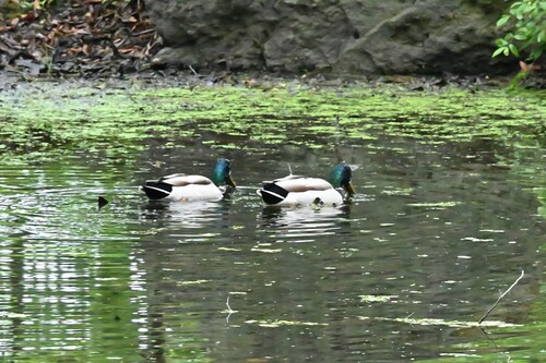 Mallard