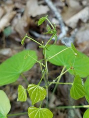 Dioscorea quaternata